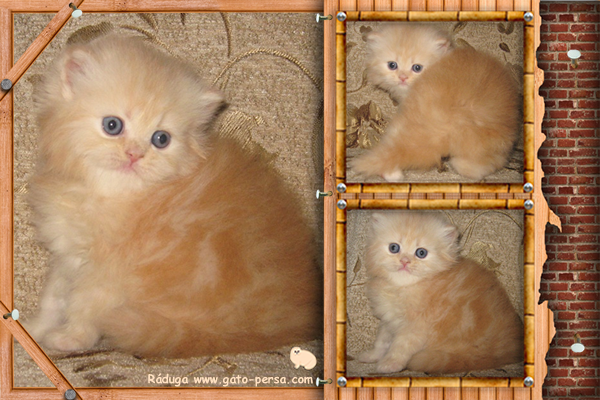 Gatito persa cameo